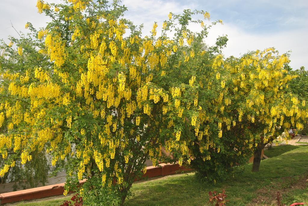 Lacul Racilor أوليمبْ المظهر الخارجي الصورة